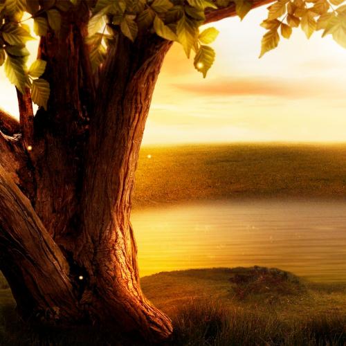 Arbre de Vie Soin Visage et Détente - 1h15